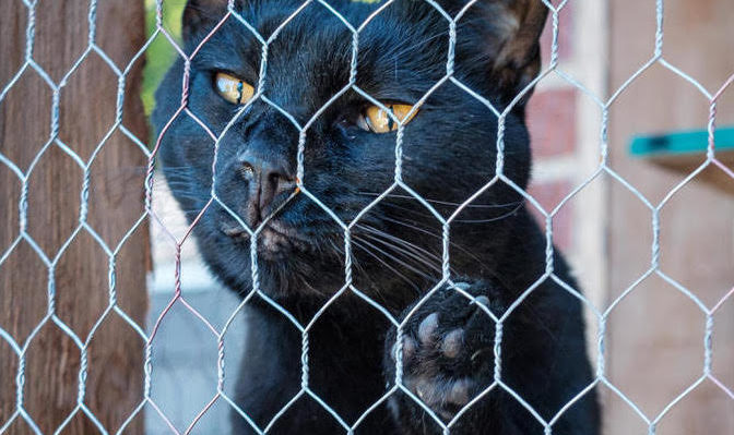WOULD YOUR CAT ENJOY A CATIO?