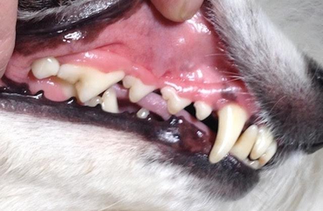 15 year old dog bad teeth
