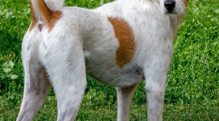 dog lost rabies tag